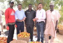 Olam Nigeria’s Pilot Farming Project To Boost Nigeria’s Tomato Value Chain-marketingspace.com.ng