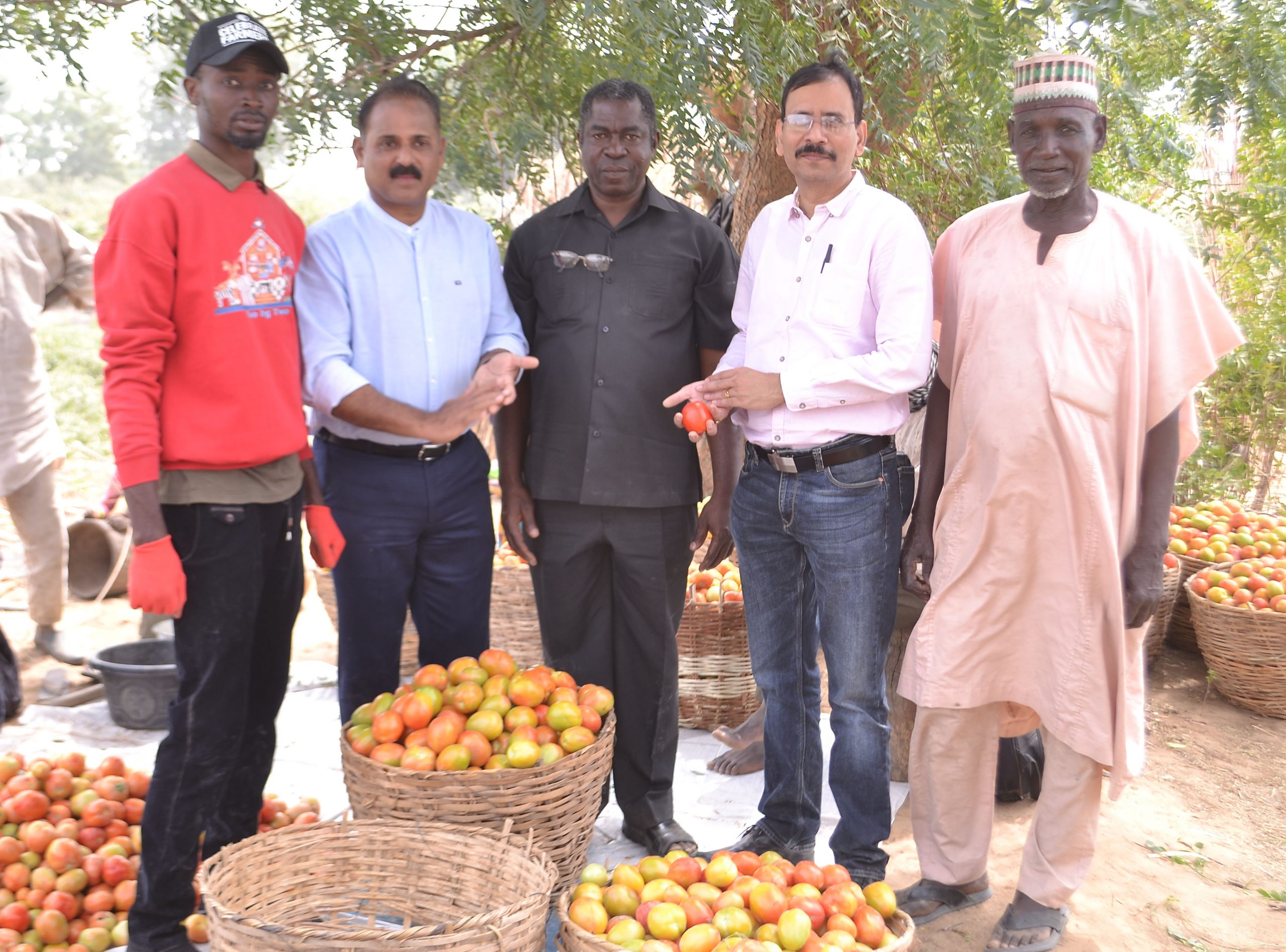 Olam Nigeria’s Pilot Farming Project To Boost Nigeria’s Tomato Value Chain-marketingspace.com.ng